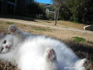 PetRelocation: Trusted Door-to-Door Pet Relocation Worldwide