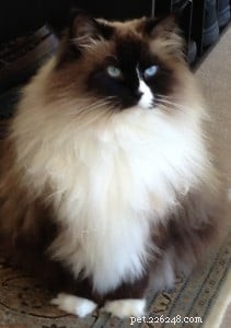 Meet Annie: Ragdoll of the Week – A Heartwarming Adoption Story
