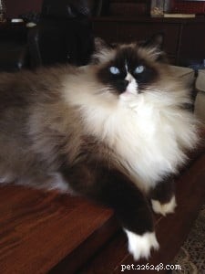 Meet Annie: Ragdoll of the Week – A Heartwarming Adoption Story