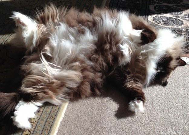 Meet Annie: Ragdoll of the Week – A Heartwarming Adoption Story