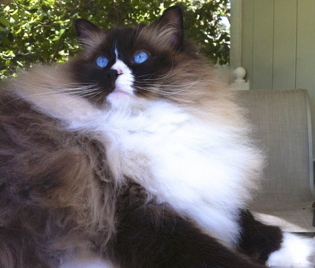 Meet Annie: Ragdoll of the Week – A Heartwarming Adoption Story