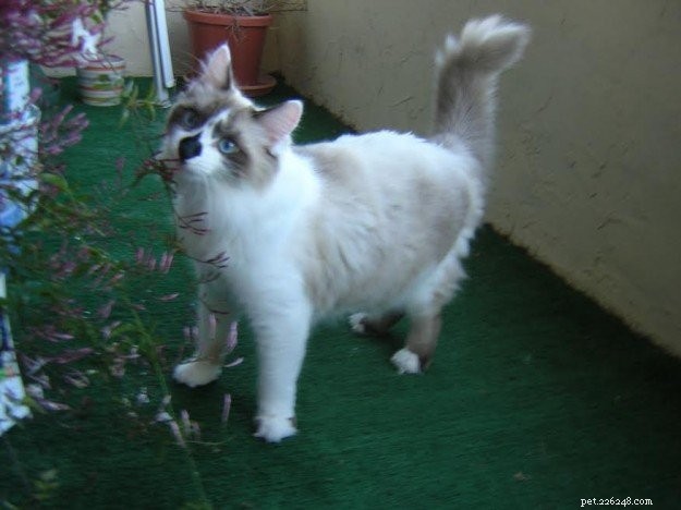 Meet Rocky: The Ragdoll Cat Who Became Our Week s Star