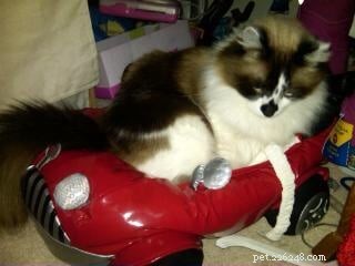 Meet Rocky: The Ragdoll Cat Who Became Our Week s Star