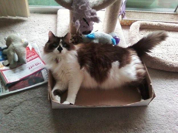 Meet Rocky: The Ragdoll Cat Who Became Our Week s Star