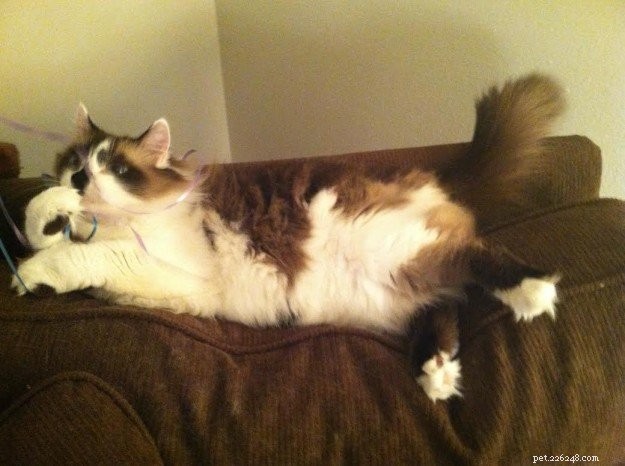 Meet Rocky: The Ragdoll Cat Who Became Our Week s Star