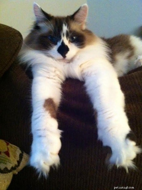 Meet Rocky: The Ragdoll Cat Who Became Our Week s Star