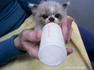 Meet Rocky: The Ragdoll Cat Who Became Our Week s Star