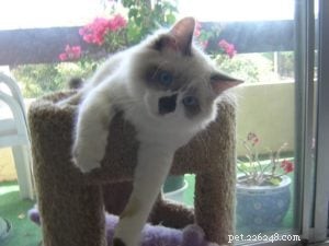 Meet Rocky: The Ragdoll Cat Who Became Our Week s Star