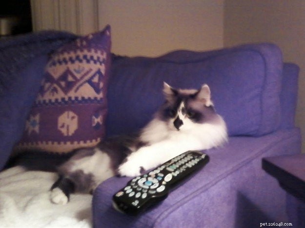 Meet Rocky: The Ragdoll Cat Who Became Our Week s Star