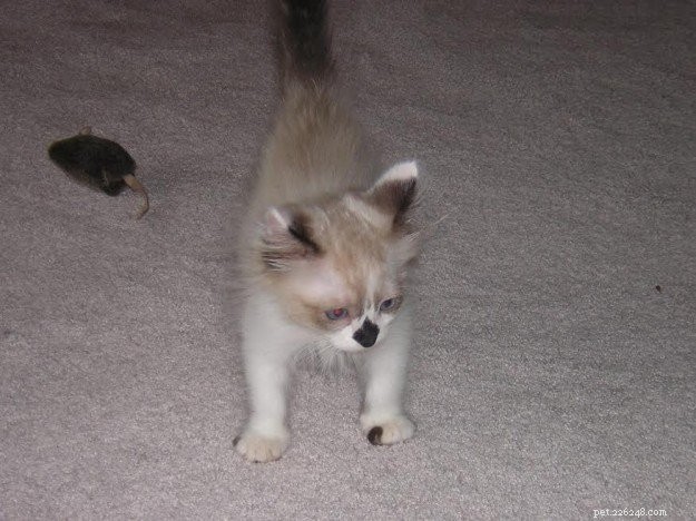 Meet Rocky: The Ragdoll Cat Who Became Our Week s Star