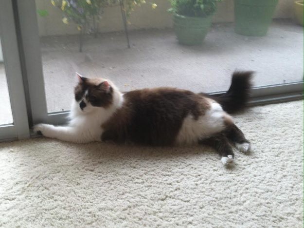 Meet Rocky: The Ragdoll Cat Who Became Our Week s Star