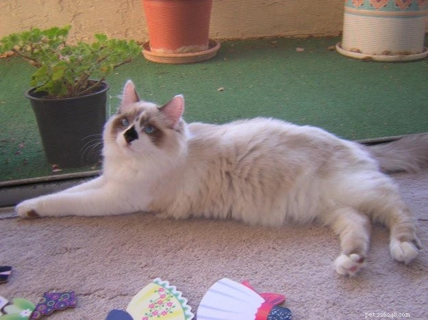 Meet Rocky: The Ragdoll Cat Who Became Our Week s Star