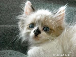 Meet Rocky: The Ragdoll Cat Who Became Our Week s Star