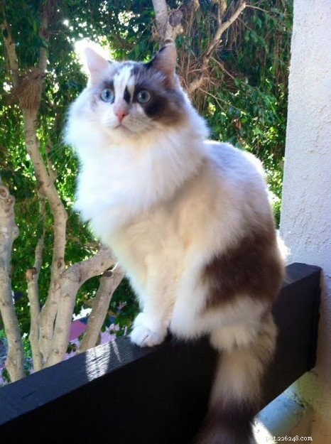 Meet Rocky: The Ragdoll Cat Who Became Our Week s Star