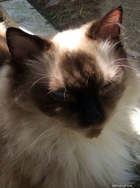 Ragdoll Kittens Georgie & Gracie: A Heartwarming Rescue Story