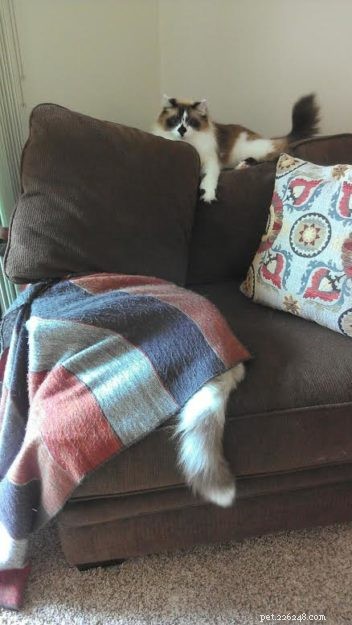 Meet Rocky: The Ragdoll Cat Who Became Our Week s Star
