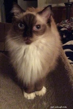 Ragdoll Kittens Georgie & Gracie: A Heartwarming Rescue Story