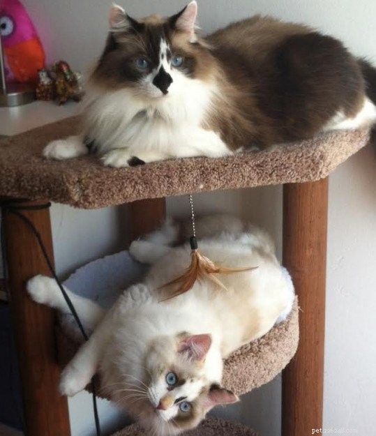 Meet Rocky: The Ragdoll Cat Who Became Our Week s Star
