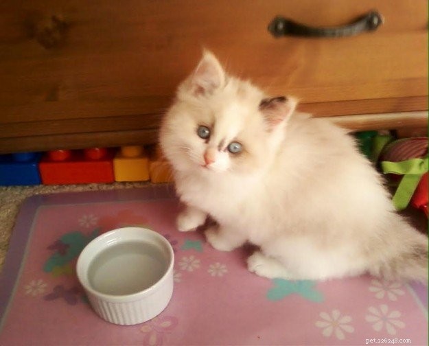 Meet Rocky: The Ragdoll Cat Who Became Our Week s Star