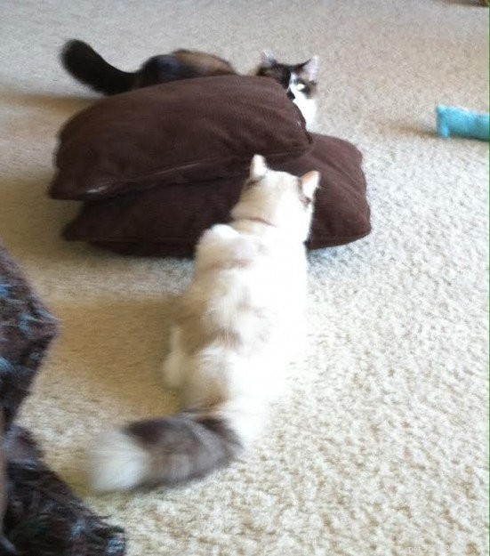 Meet Rocky: The Ragdoll Cat Who Became Our Week s Star