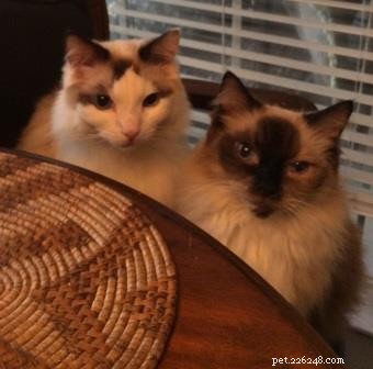 Ragdoll Kittens Georgie & Gracie: A Heartwarming Rescue Story