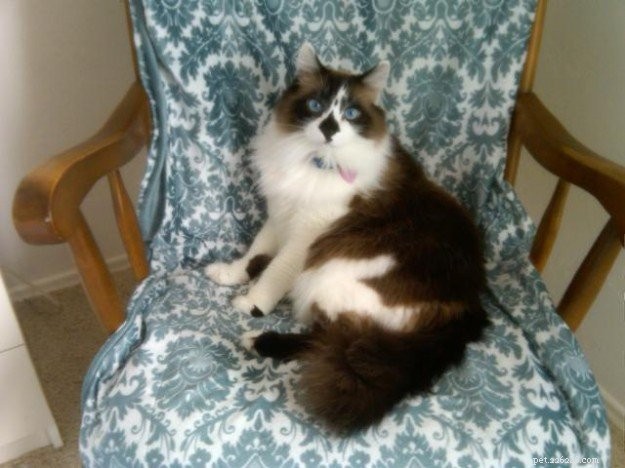 Meet Rocky: The Ragdoll Cat Who Became Our Week s Star