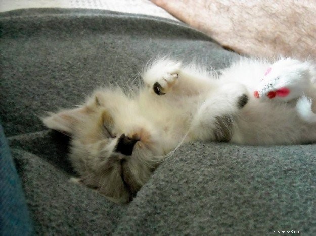 Meet Rocky: The Ragdoll Cat Who Became Our Week s Star