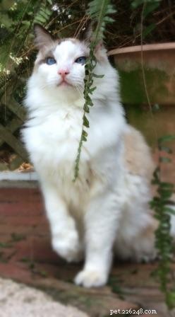 Ragdoll Kittens Georgie & Gracie: A Heartwarming Rescue Story