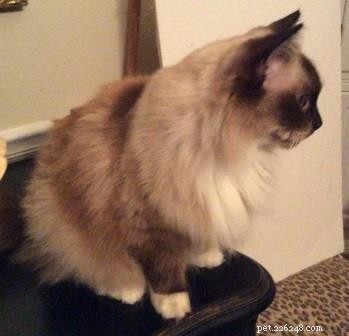 Ragdoll Kittens Georgie & Gracie: A Heartwarming Rescue Story