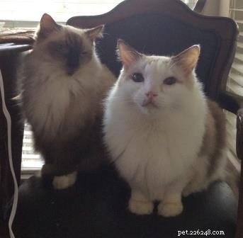 Ragdoll Kittens Georgie & Gracie: A Heartwarming Rescue Story