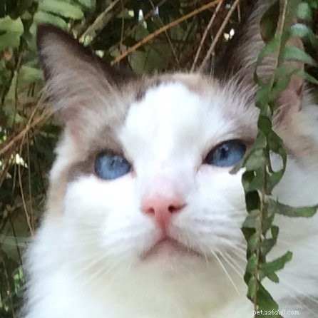 Ragdoll Kittens Georgie & Gracie: A Heartwarming Rescue Story