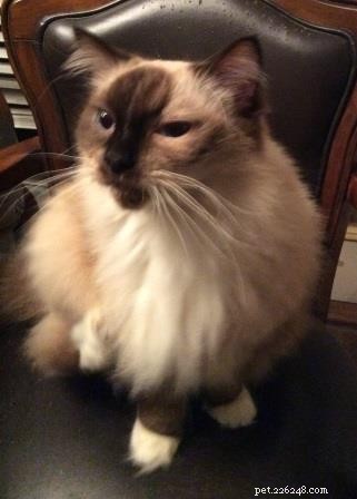 Ragdoll Kittens Georgie & Gracie: A Heartwarming Rescue Story