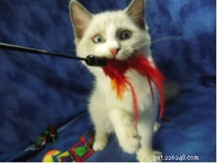 Molly: Ragdoll Kitten of the Month – A Heartwarming Story