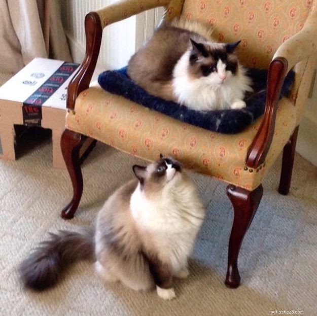Ragdoll Stars of the Week: Meet Rocky & Lucky