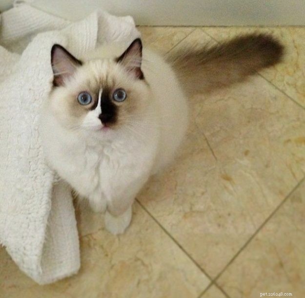 Ragdoll Stars of the Week: Meet Rocky & Lucky