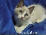 Molly: Ragdoll Kitten of the Month – A Heartwarming Story