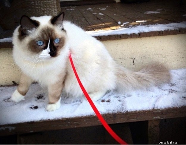 Ragdoll Stars of the Week: Meet Rocky & Lucky