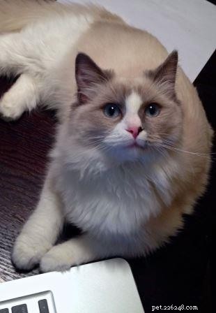 Molly: Ragdoll Kitten of the Month – A Heartwarming Story