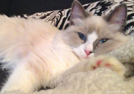 Molly: Ragdoll Kitten of the Month – A Heartwarming Story