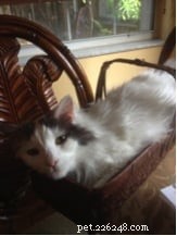 Molly: Ragdoll Kitten of the Month – A Heartwarming Story