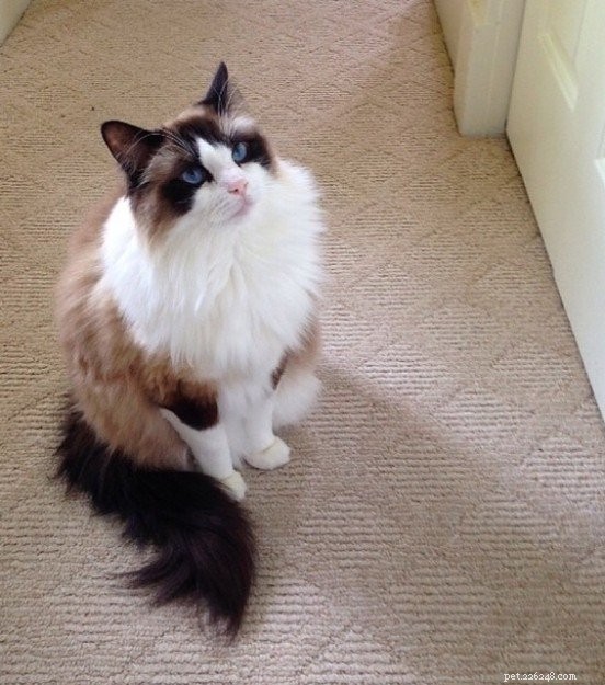 Ragdoll Stars of the Week: Meet Rocky & Lucky