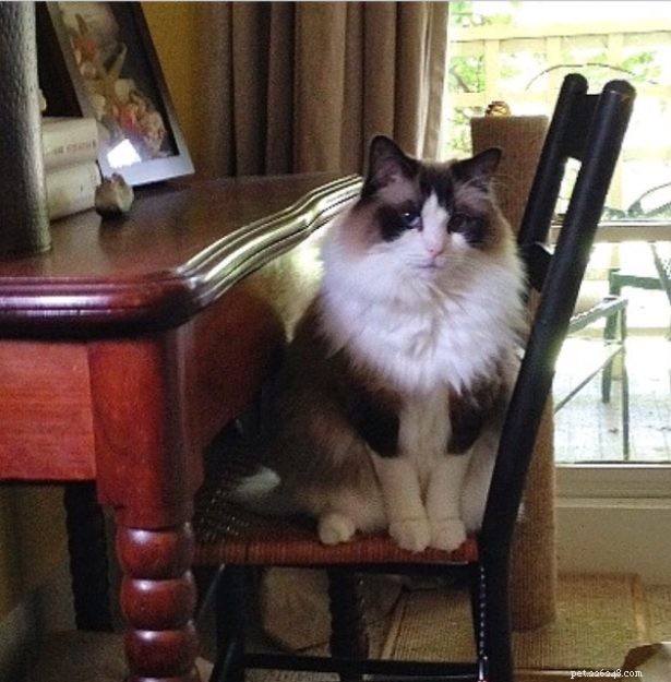 Ragdoll Stars of the Week: Meet Rocky & Lucky