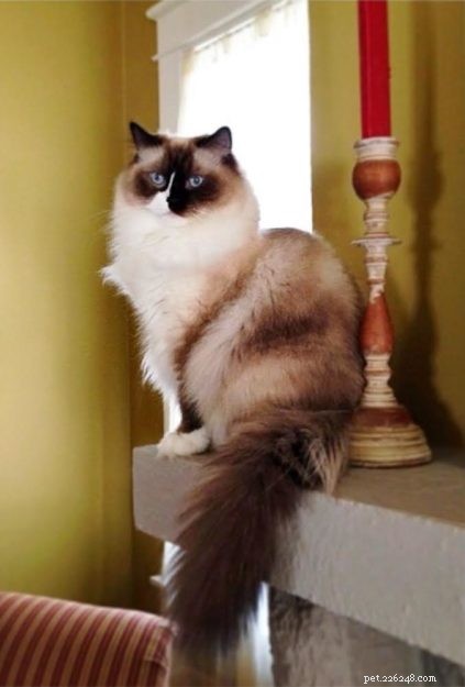 Ragdoll Stars of the Week: Meet Rocky & Lucky