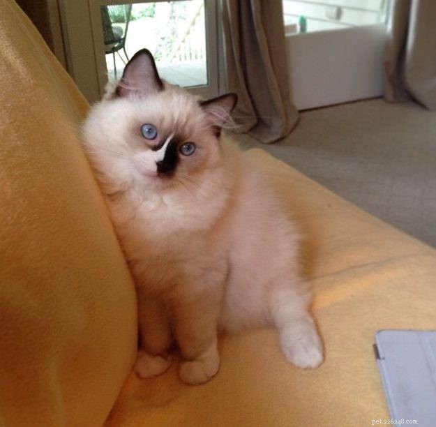 Ragdoll Stars of the Week: Meet Rocky & Lucky
