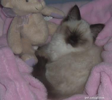 Missy: The Ragdoll Cat That Captured Hearts