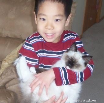 Missy: The Ragdoll Cat That Captured Hearts