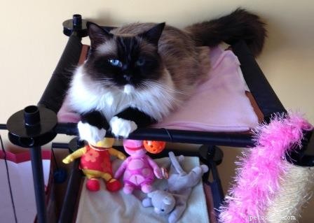 Missy: The Ragdoll Cat That Captured Hearts