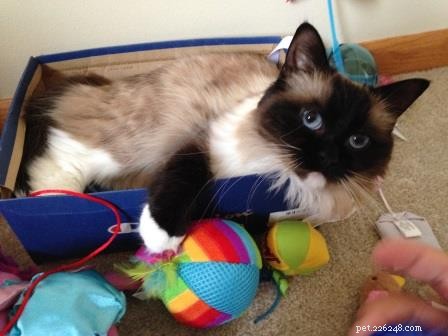 Missy: The Ragdoll Cat That Captured Hearts