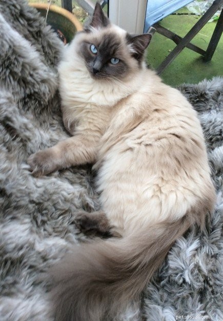 Managing Ragdoll Cat Lulu’s Heavy Moulting While Reducing Human Allergies