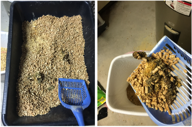 How to Use Pine Pellet Litter: Expert Guide to Arm & Hammer Feline Pine